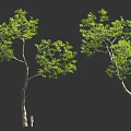 Tall Curved Trees With Green Foliage And Human Figure For Scale