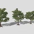 Multiple Lush Green Trees With Aerial Roots Against Gray Background