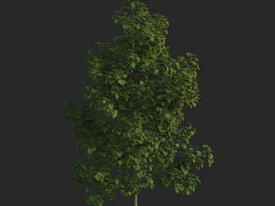 Tall Natural Arbor With Lush Green Foliage And Sturdy Trunk Structure 3d model