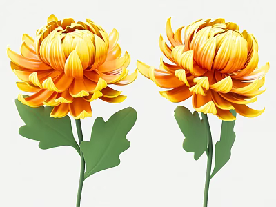 Vibrant Two Yellow And Orange Chrysanthemum Flowers With Green Leaves And Stems 3d model