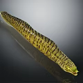 Yellow and Black Striped Worm with Slender Shiny Body on Dark Background and Reflection