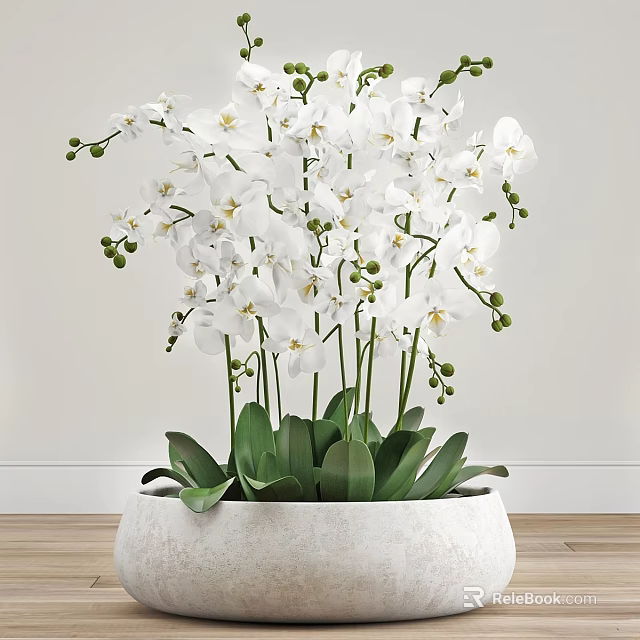 Decorative Ornament Set Featuring White Orchid With Green Leaves And Flower Buds In White Pot 3d model 