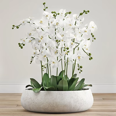 Decorative Ornament Set Featuring White Orchid With Green Leaves And Flower Buds In White Pot 3d model