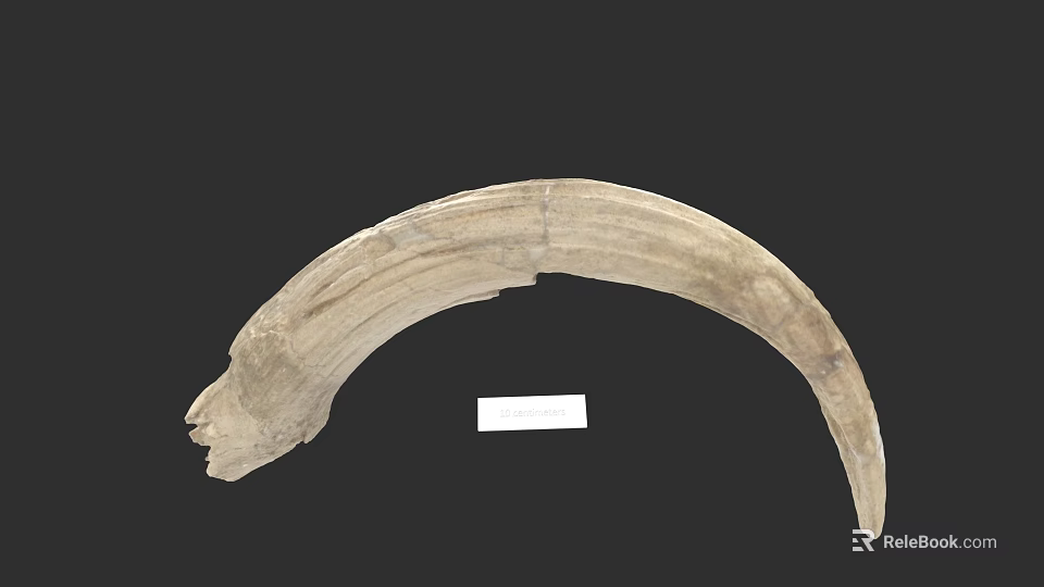 Ancient Curved Ivory Fragment With Natural Texture And Display Label 3d model