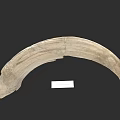 Ancient Curved Ivory Fragment With Natural Texture And Display Label 3d model