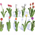 Colorful Tulip Flowers Arranged In Vase With Fresh Green Stems And Leaves