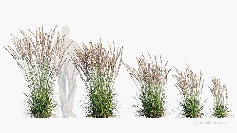 Ornamental Grasses of Different Heights with Person Silhouette in Garden Scene 3d model 