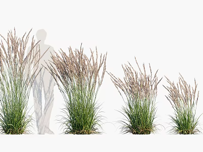 Ornamental Grasses of Different Heights with Person Silhouette in Garden Scene 3d model
