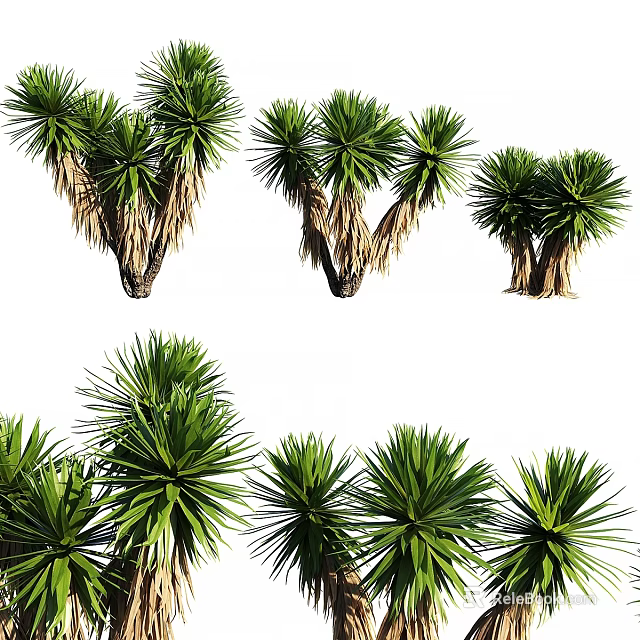 Ornamental Green Yucca Plant Arrangement With Various Shapes For Decorative 3d model 