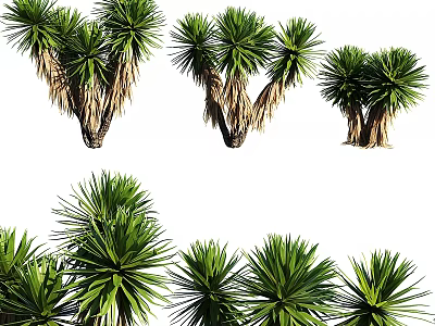 Ornamental Green Yucca Plant Arrangement With Various Shapes For Decorative 3d model