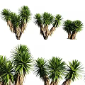 Ornamental Green Yucca Plant Arrangement With Various Shapes For Decorative