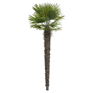 Tropical plant palm number 3d model