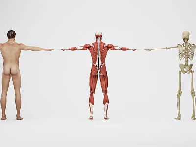 modern human body human skeletal muscle 3d model