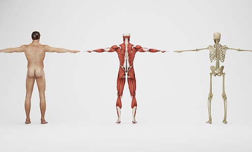 modern human body human skeletal muscle 3d model