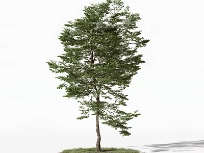 Tall Arbor with Lush Green Leaves and Brown Trunk on Green Grass 3d model