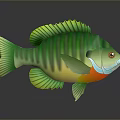 Colorful Green Striped Aquatic Fish with Vibrant Green Fins and Red Belly