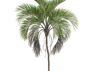 Tall Lush Palm Tree with Green Drooping Fronds and Brown Trunk 3d model