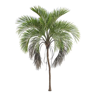Tall Lush Palm Tree with Green Drooping Fronds and Brown Trunk 3d model