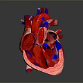 Medical Device 3D Anatomical Human Heart Model For Medical Education Visualization 3d model