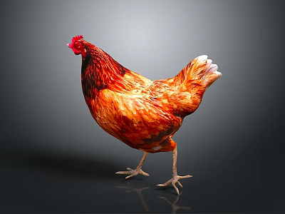 Vibrant Red And Orange Chicken Standing With Shiny Plumage On Plain Gray Background 3d model