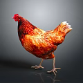 Vibrant Red And Orange Chicken Standing With Shiny Plumage On Plain Gray Background