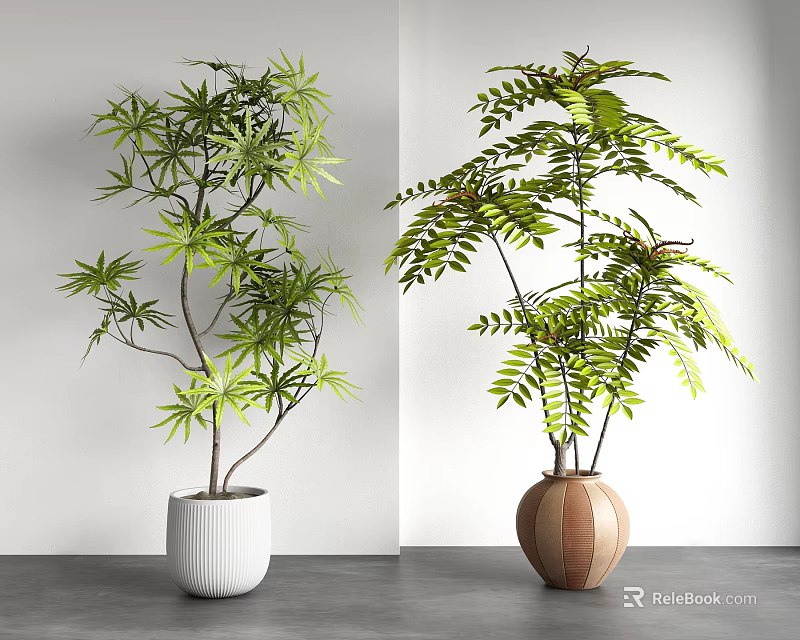 Two Bonsai Potted Plants with Lush Green Leaves in White and Brown Beige Ceramic Pots 3d model 