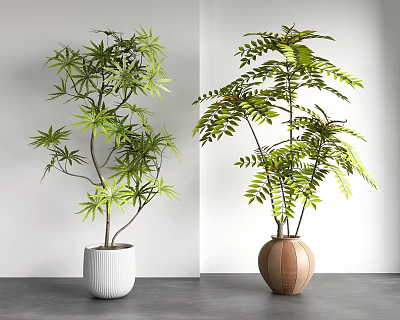 Two Bonsai Potted Plants with Lush Green Leaves in White and Brown Beige Ceramic Pots 3d model