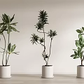 Three Indoor Bonsai Potted Plants with Natural Green Foliage in White Pots