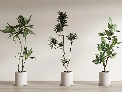 Three Indoor Bonsai Potted Plants with Natural Green Foliage in White Pots 3d model