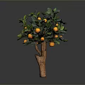 Healthy Orange Tree With Dense Green Leaves And Fresh Ripe Orange Fruits
