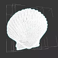 White Scallop Shell Art With Radiating Ridges On Dark Background 3d model