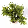 Lush Foliage Bonsai Potted Plant with Palm Tree Two Trunks and Light Colored Pot
