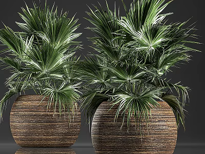 Lush Green Palm like Potted Bonsai Plants in Brown Woven Pots 3d model