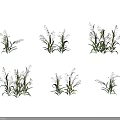 Crop Plants With Green Leaves And Seed Spikes Growing Naturally