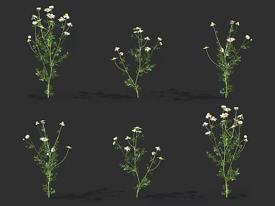 modern fruity chrysanthemum 3d model