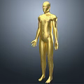 Man Golden 3D Anatomical Model With Front And Back Views And Markers