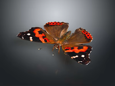 Vibrant Red Black White Butterfly with Spread Wings on Gray Background 3d model