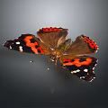 Vibrant Red Black White Butterfly with Spread Wings on Gray Background