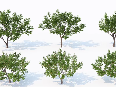 Multiple Arbor Trees With Green Leaves Brown Trunks And Shadows On White Background 3d model