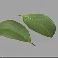 Fresh Green Leaves With Natural Texture And Shadow On White Background