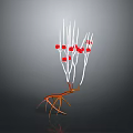 3D Rendering of Organ and Hair Structure with Vascular Roots Fibrous Strands and Red Cells