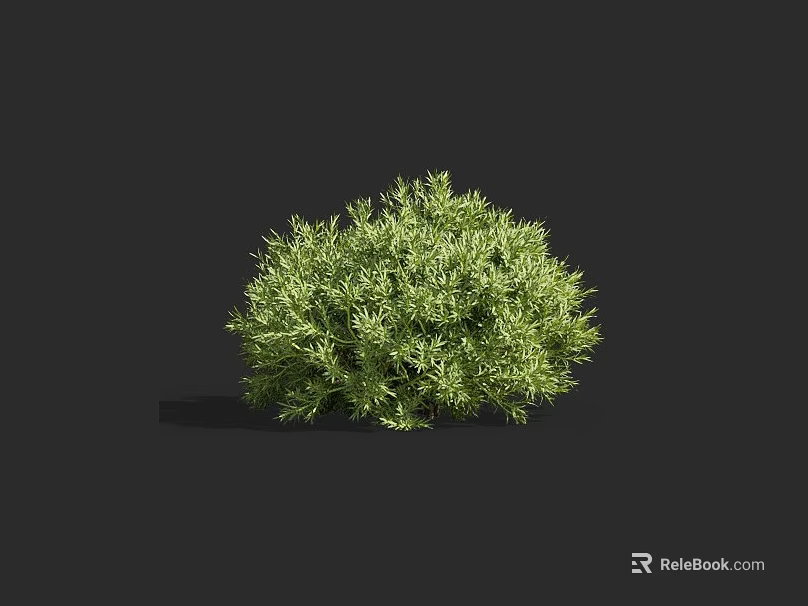 Green Bush With Lush Dense Foliage Standing Alone Against Dark Background 3d model 