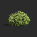 Green Bush With Lush Dense Foliage Standing Alone Against Dark Background