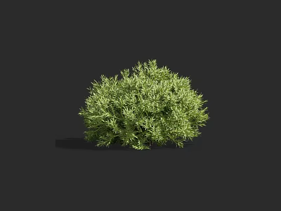 Green Bush With Lush Dense Foliage Standing Alone Against Dark Background 3d model