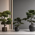 Bonsai Trees Indoor Display With Dark Ceramic Pots Various Sizes Artistic Shaped 3d model