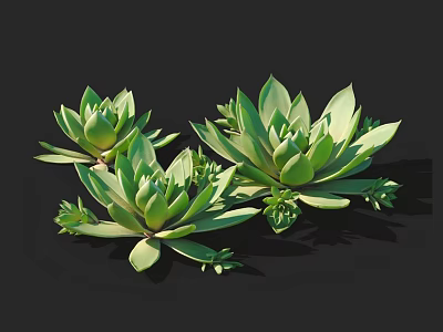 Vibrant Green Succulent Plants With Fleshy Leaves And Rosette Shape On Black Background 3d model