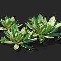 Vibrant Green Succulent Plants With Fleshy Leaves And Rosette Shape On Black Background