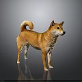 Orange Brown Shiba Inu Standing With Curled Tail On Gray Background And Reflection On Surface