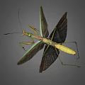 Praying Mantis With Spread Wings Green And Brown Body Long Legs And Antennae