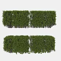 Lush Green Plant Wall With Dense Foliage For Vertical Garden Decor